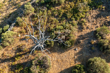 Aerial view by drone of sunny spring arbol dry landscape in northern Extremadura, Spain, with roads, trees, plants and rocks.