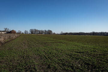 Green agricultural field in springtime in Poland. Blue sky, sunny day. 