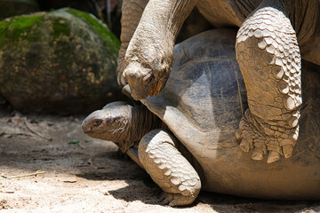 Aldabra land giant tortoises mating inside the botanical garden on Mahe island, Seychelles