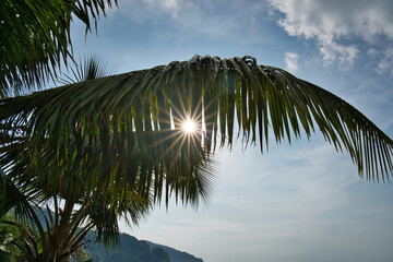 Sun star burst near the beach behind the palm trees