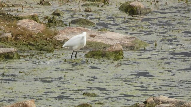 A pretty, slender white egret or Egretta garzetta fishing for small fish and crayfish.