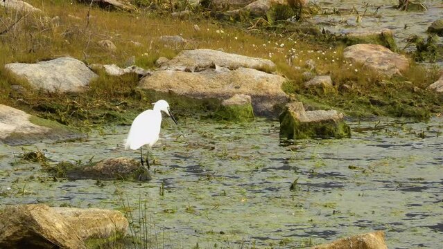 A pretty, slender white egret or Egretta garzetta fishing for small fish and crayfish.