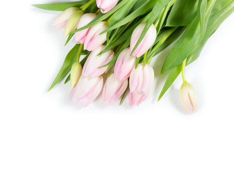 Bouquet of a beautiful pink tulips on a white background