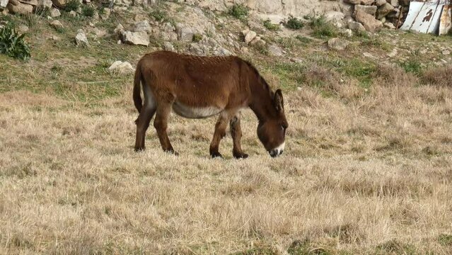 Precioso burro de color marron y abundante pelo pastando en un prado abierto. El burro vive libre sin recintos.