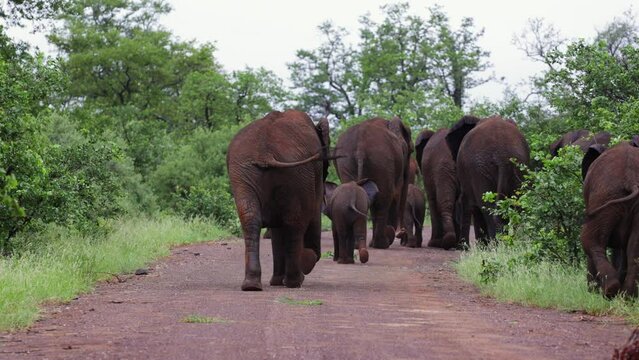  Herd of African elephants making their way down the gravel road