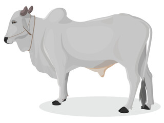 Indian farmer Ox, Zebu bull. Brahman cattle. Vector illustration