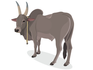 Indian farmer Bull, Zebu bull. Brahman cattle. Vector illustration