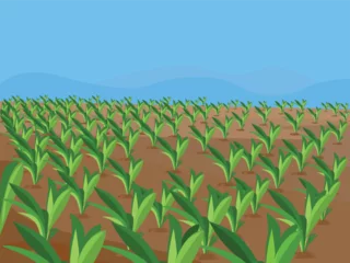 Zelfklevend Fotobehang Agricultural Land, Agriculture concept. rural landscape background. Soil cultivation process. Farm life. Сountryside landscape. Farmland vector illustration. © neelstock