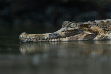 A false gharial Tomistoma schlegelii waiting for food or basking on a shallow water 