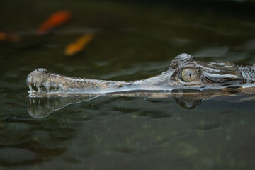 A false gharial Tomistoma schlegelii waiting for food or basking on a shallow water 