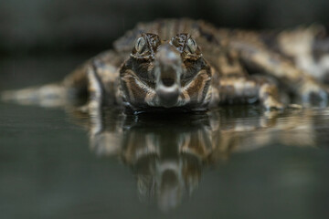 A false gharial Tomistoma schlegelii waiting for food or basking on a shallow water 