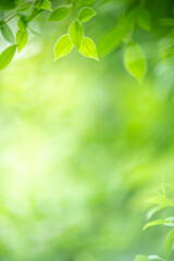Natural green leaf texture with sun light use for nature background wallpaper cover page 