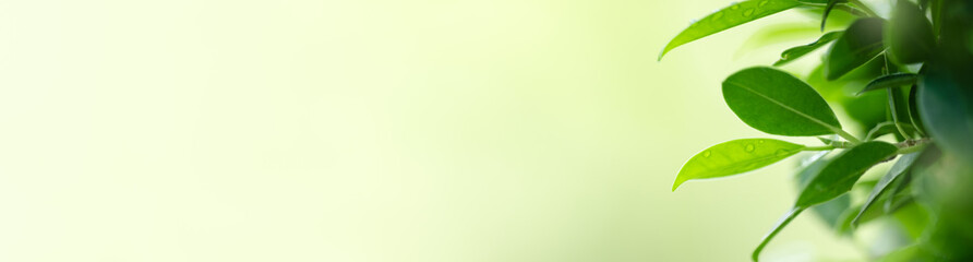 Natural green leaf texture with sun light use for nature background wallpaper cover page 