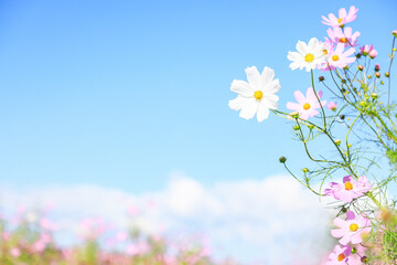 	青空に咲く白色とピンク色のコスモス