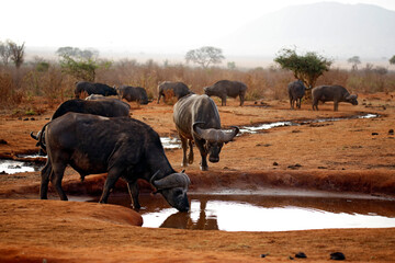 African Buffalos (Syncerus caffer caffer, aka Cape Buffalo) at the Waterhole. Tsavo East, Kenya - obrazy, fototapety, plakaty