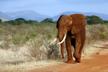 Tsavo Red Elephant Approaching on Dirt Road. Tsavo East, Kenya