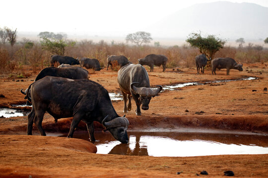 African Buffalos (Syncerus caffer caffer, aka Cape Buffalo) at the Waterhole. Tsavo East, Kenya