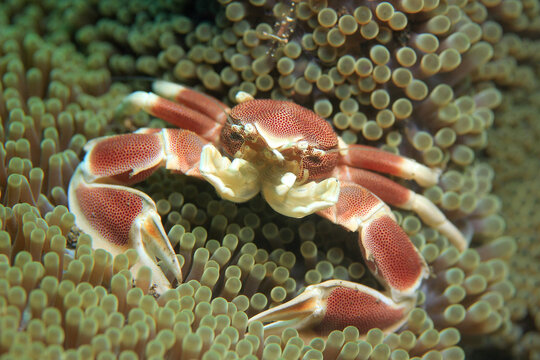 Spotted Porcelain Crab (Neopetrolisthes Maculatus) in an Anemone. Puri Jati, Bali, Indonesia