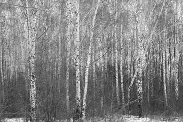 Young birches in winter