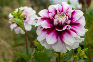 Obraz premium Close up of a pink and white dahlia in bloom