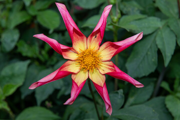 A honka rose dahlia flower in bloom