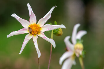 Close up of a honka dahlia flower in bloom