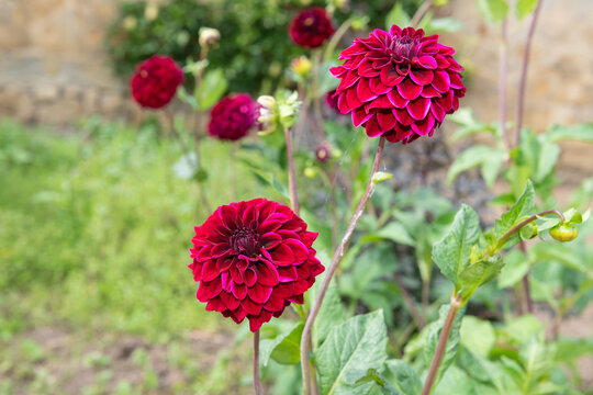 Close up of red dahlias in bloom
