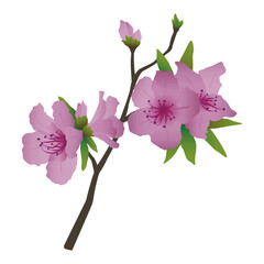 Naklejka na ściany i meble branch of korean rhododendron, spring flower