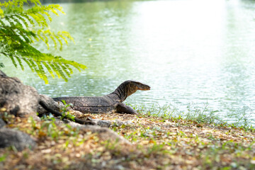 monitor lizards of bangkok city walk in the park
