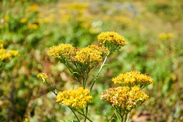 The medicinal plant St. John's Wort. Treatment with natural remedies.