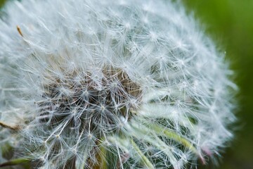 Macro photography of a dandelion, the stage of seed appearance. Flowering wild plants. Natural beauty.