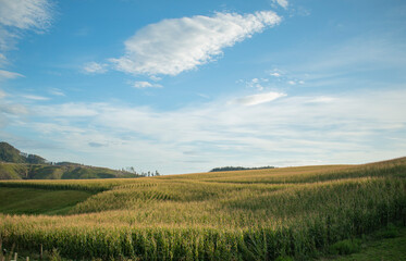Fototapeta premium field of corn and sky