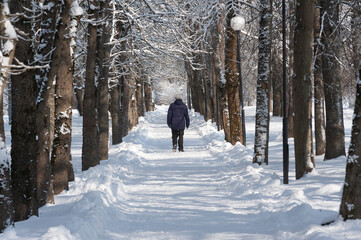 Forest area. Alley of deciduous trees in winter. A cleared footpath and a man walking into the distance. Side sunlight
