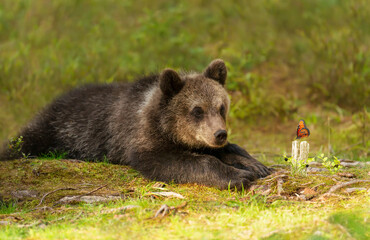 Fototapeta premium Cute bear cub watching at a butterfly