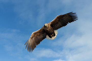 Fototapeta na wymiar Close up of a White-tailed sea Eagle in flight
