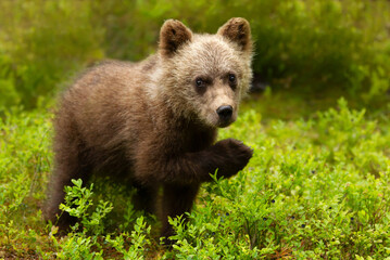 Cute bear cub eating blueberries in a forest