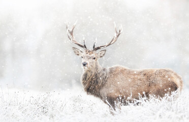 Red deer stag in the falling snow in winter