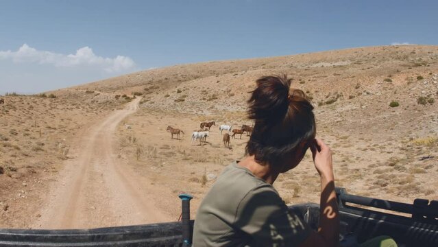 a girl rides a pickup jeep and takes pictures of a herd of horses on her phone. travel by car in the desert.