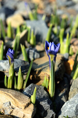 spring crocus flowers