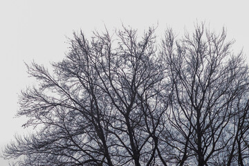 silhouette of a tree in winter