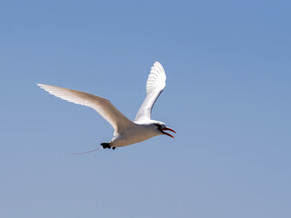 Red-tailed Tropicbird, Phaethon Rubricauda, nesting on the island of Nosy Ve, Fograph is most often in flight. Nosi Ve. Madagascar.