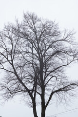 silhouette of a tree in winter