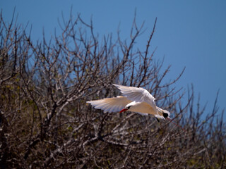 Red-tailed tropicbirds. Phaeton rubricauda, landing on a bush, Nosi Ve. Madagascar.