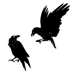 crow silhouette vector