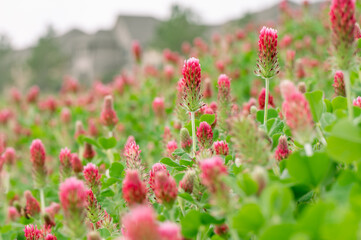 Closeup of Crimson clover with blurry houses in the background.