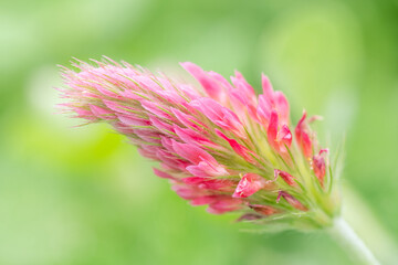Obraz premium A dreamy image of a crimson clover flower on the diagonal.