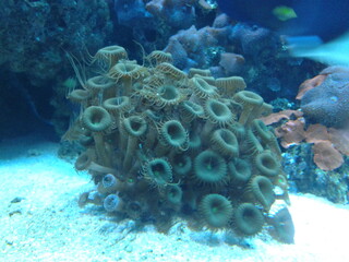 coral in aquarium, under water