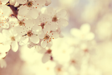 Close up of branch with blooming flowers of sloe blackthorn Prunus spinosa