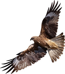 Black kite flying isolated on transparent background. Vector illustration png file	