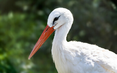 Close up of a white stork. Stork against the background of greenery, a dripping drop of water is visible on its beak.
